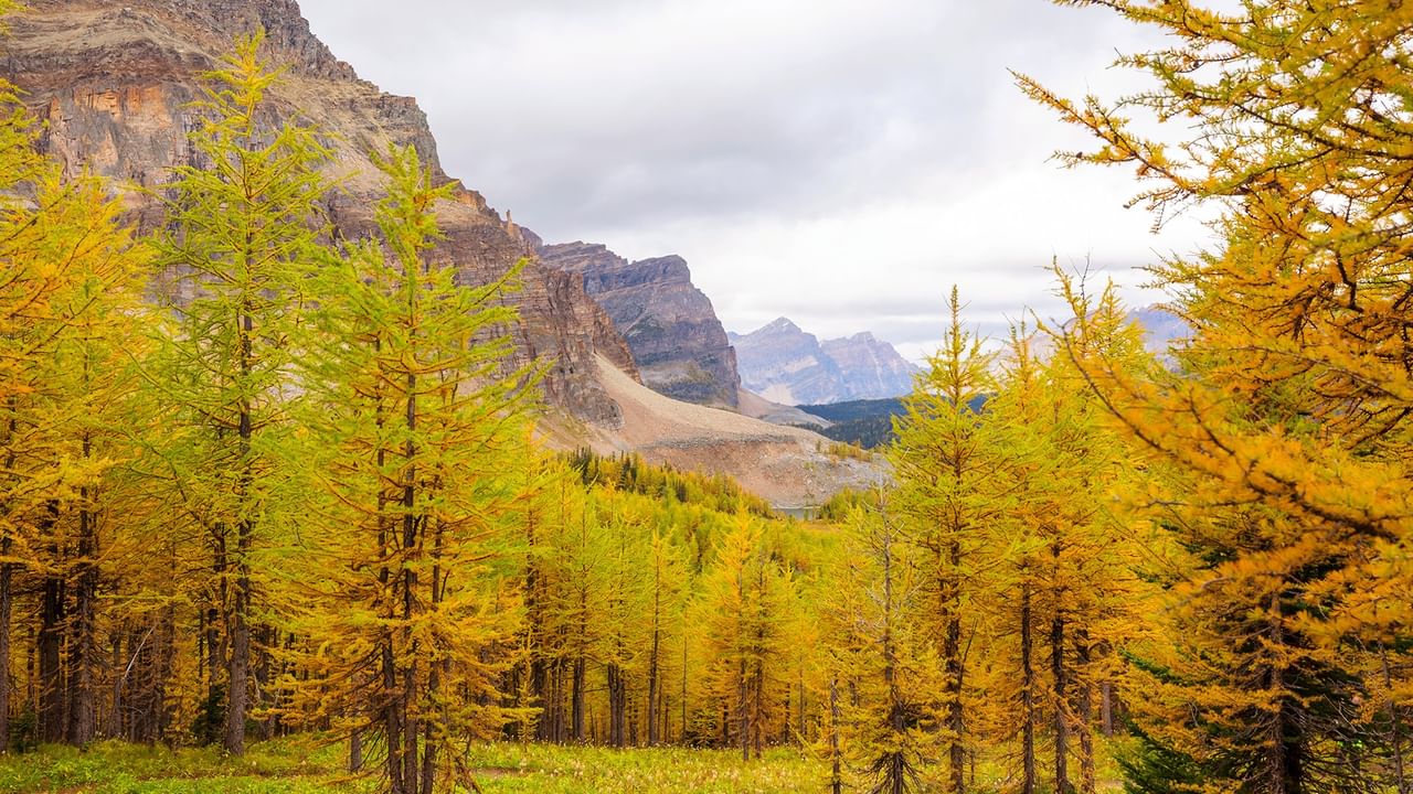 Golden larch trees in autumn with rugged mountain peaks under cloudy skies