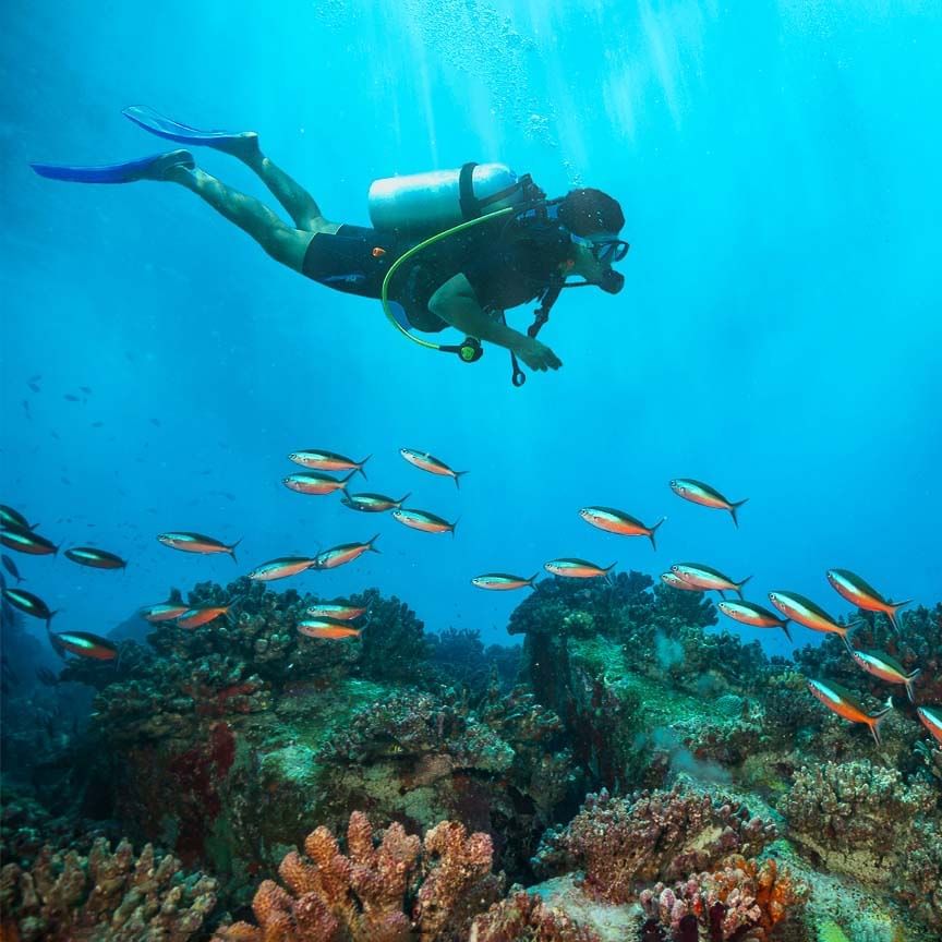 A diver exploring corals in the sea, The Signature Collection