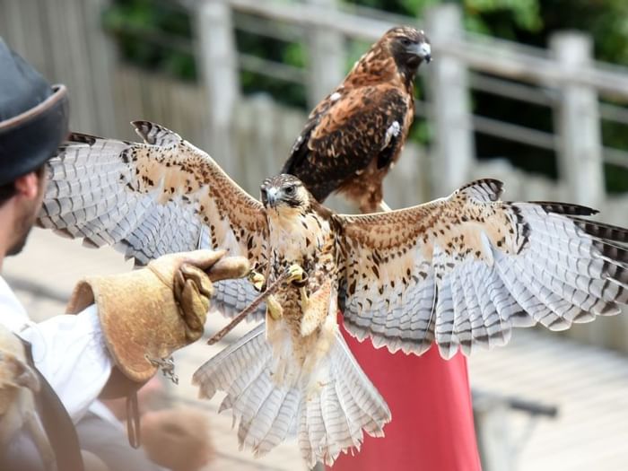 Puy du fou et ses célèbres aigles