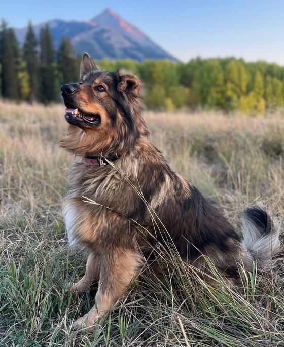 Travel with your pet and enjoy our Pet Friendly accommodations on the Elevation Resort Hotel and Spa