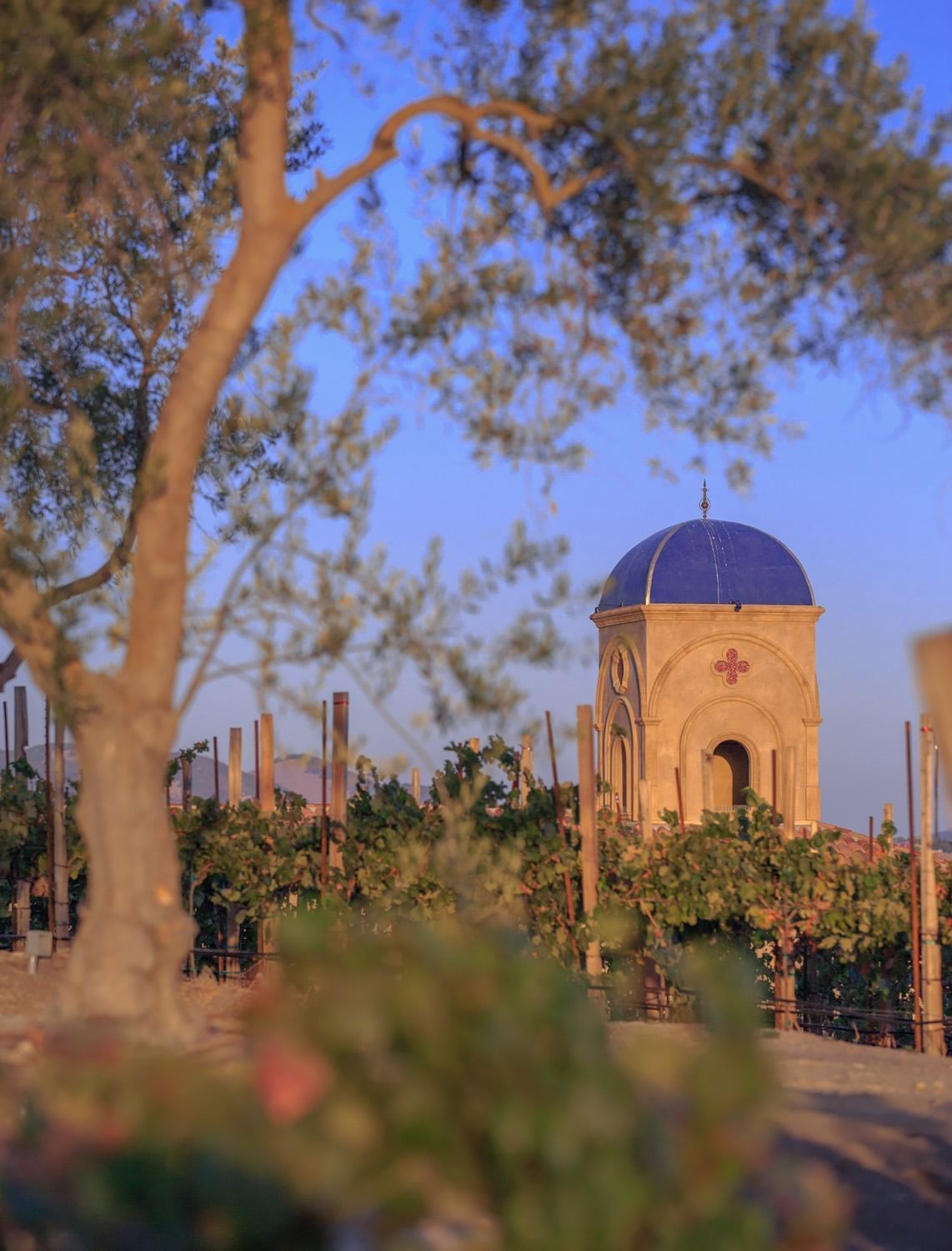 Lorem ipsum Looking through the vineyard with the resort in the background