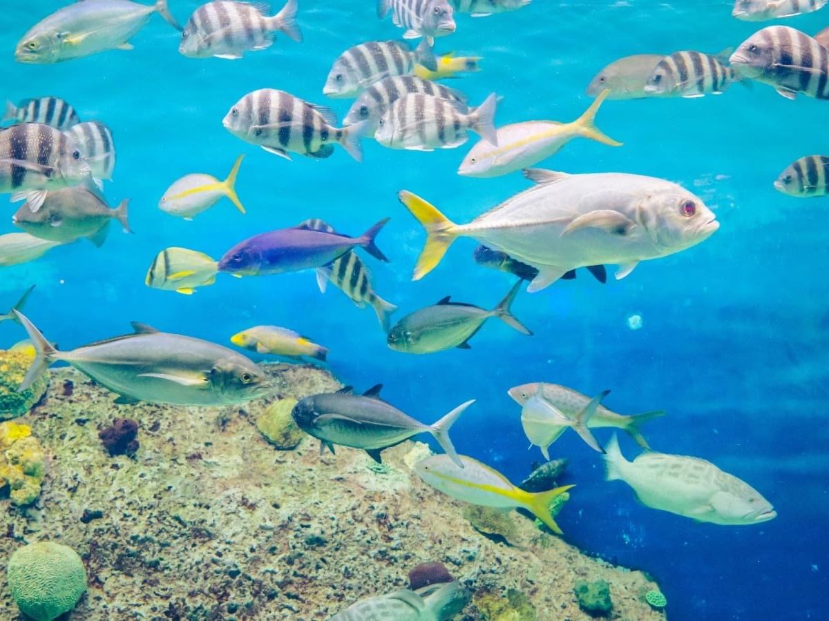 Fishes in Veracruz's Aquarium near Grand Fiesta Americana