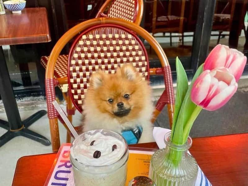 Dog Dining at the Barking Dog Bar in NYC