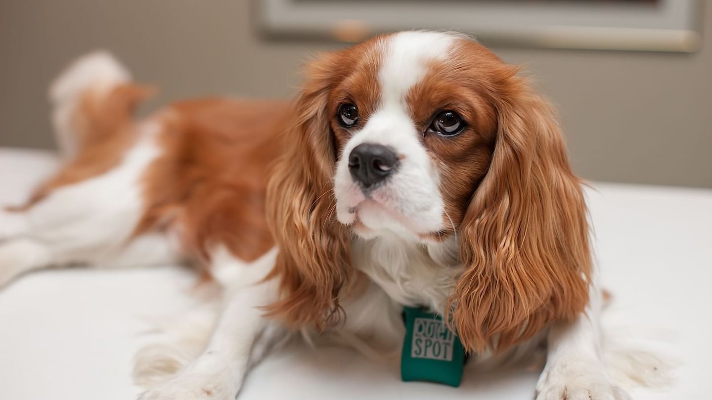 Image of a dog resting on a bed at White Mountain Hotel