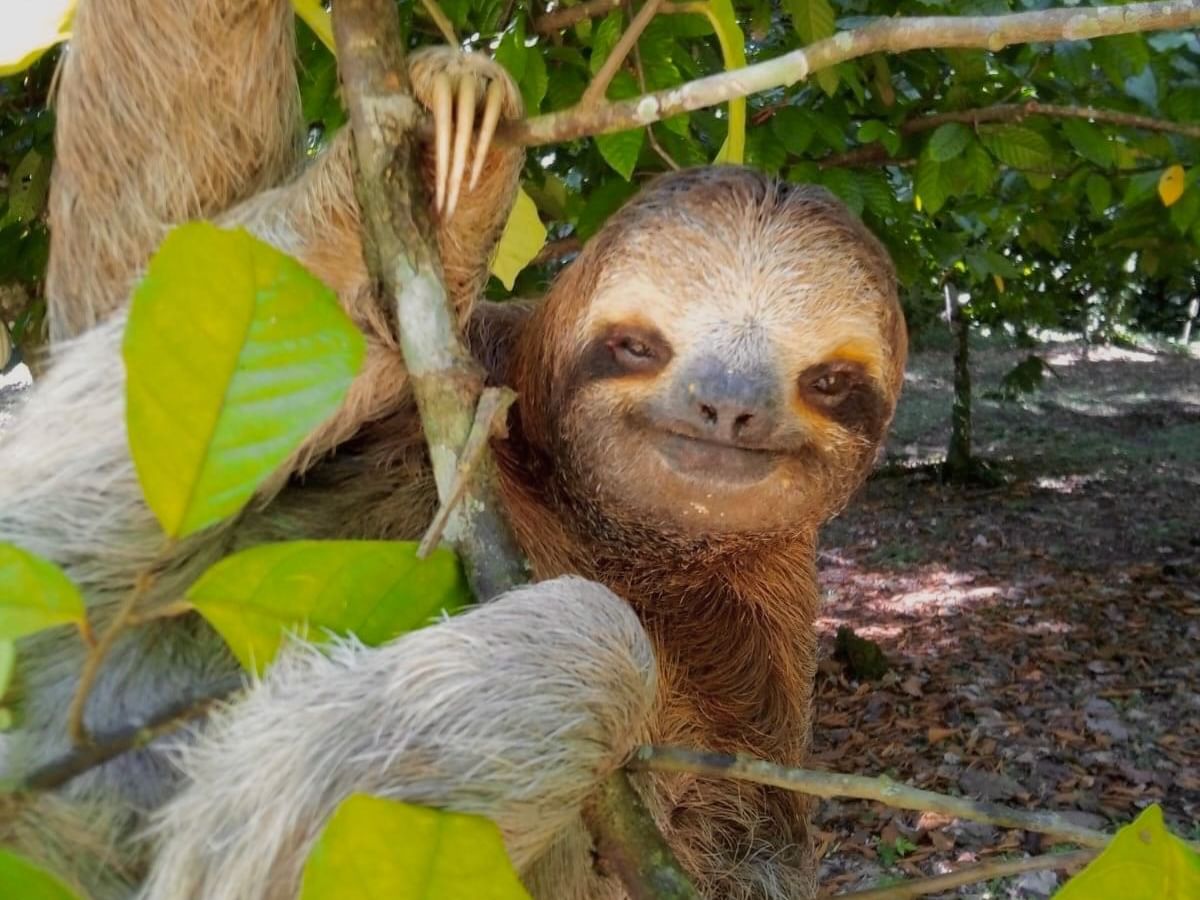 Sloth hanging from a tree branch in the jungle at Isla Pastores near Central Hotel Bocas Del Toro