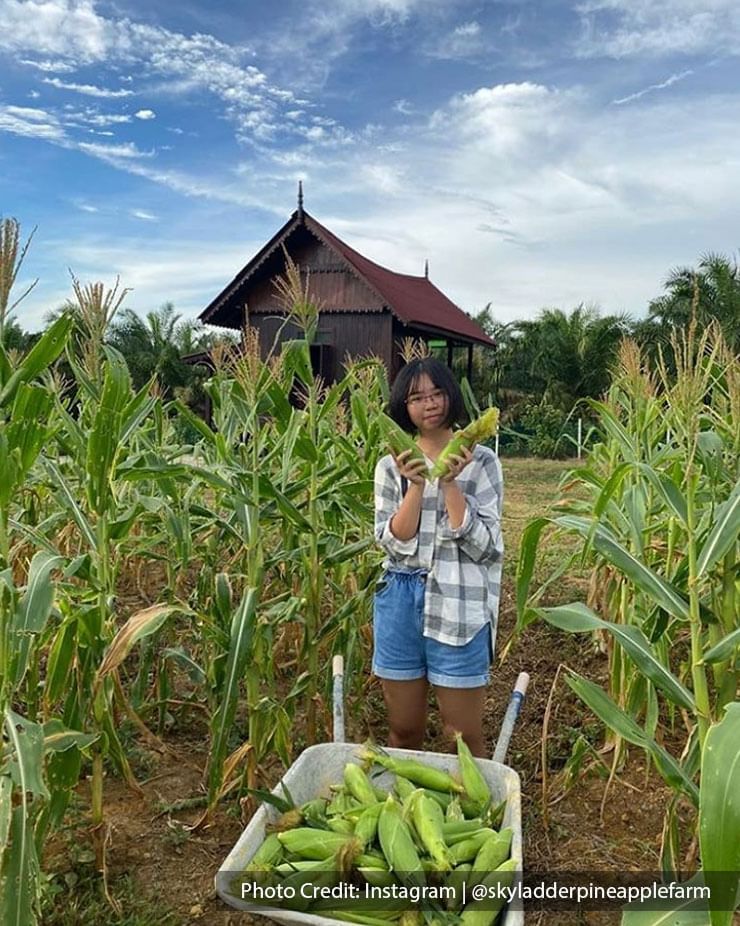 woman at corn plantation farm port dickson