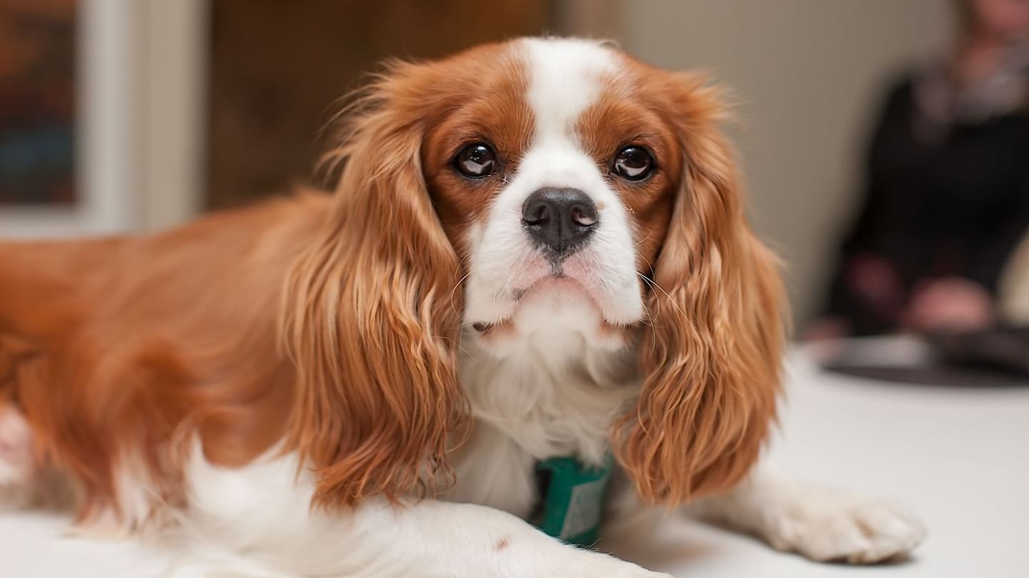 Image of a dog resting on a bed at White Mountain Hotel