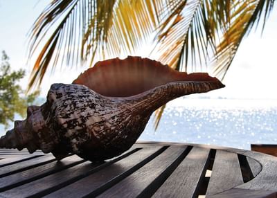 Shell