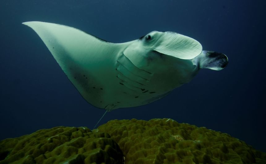 Closeup of a Manta Ray near Heron Island Resort