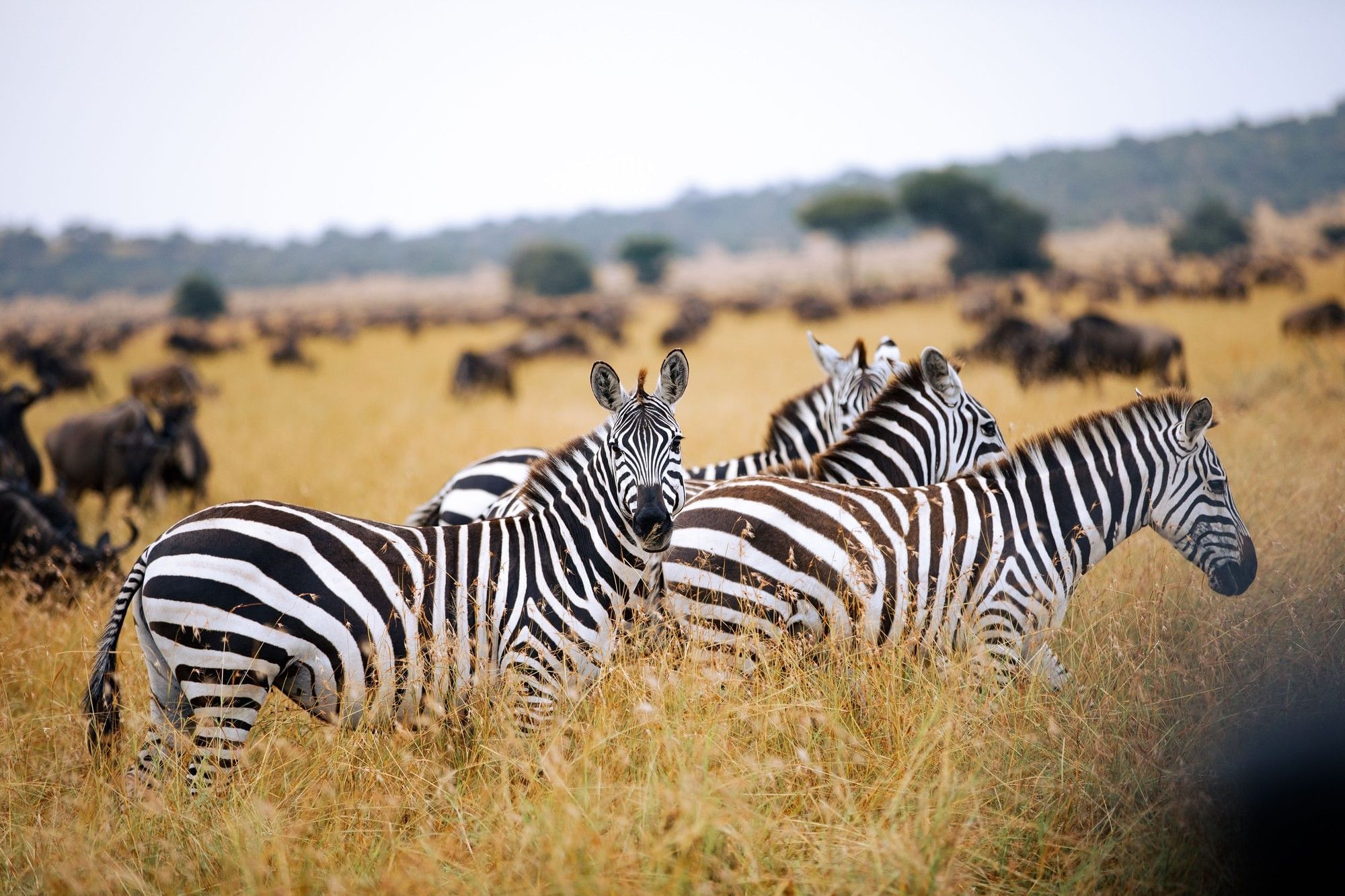 Serengeti Serena Safari Lodge in Central Serengeti — photo 6