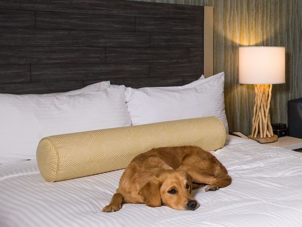 dog on bed