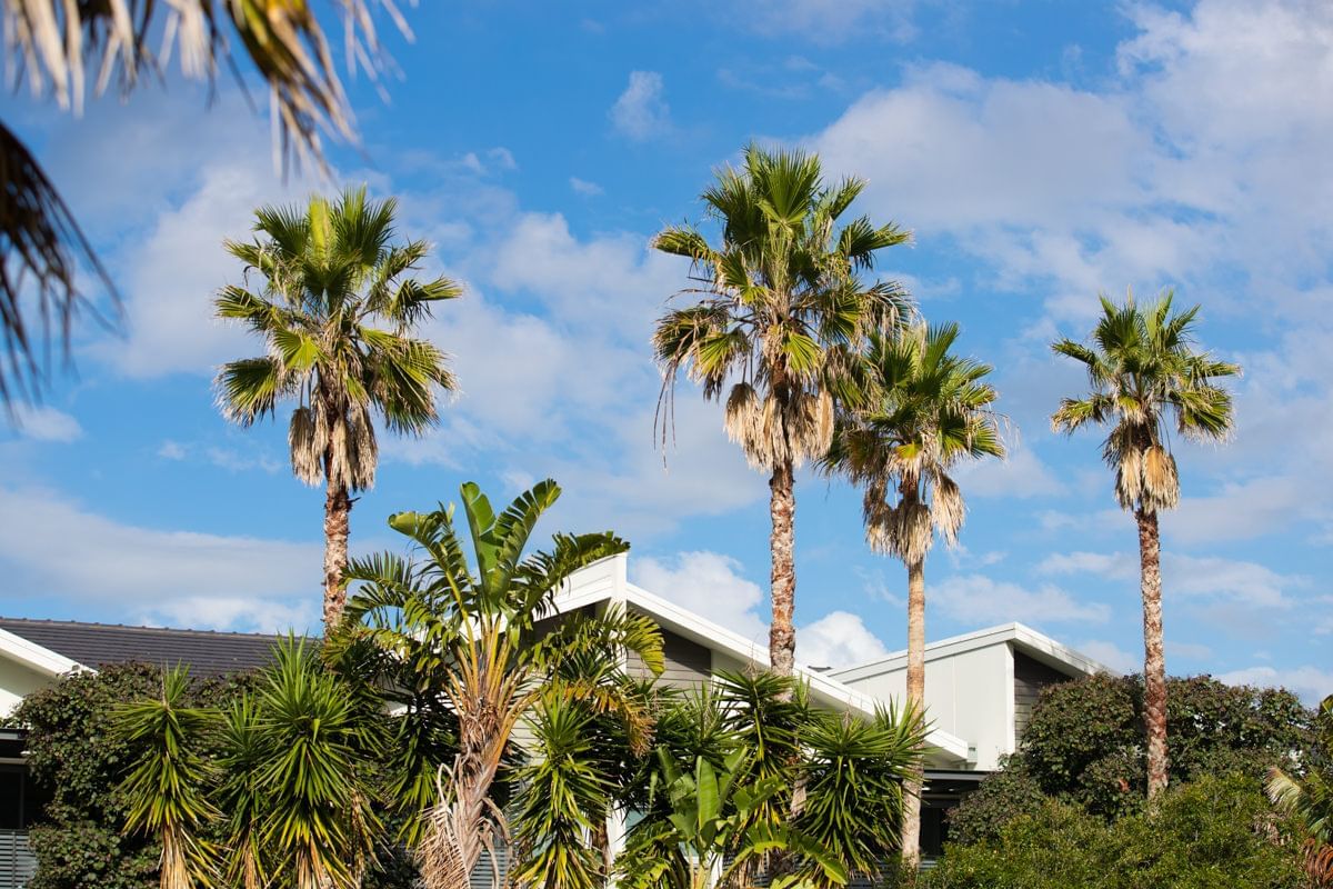 Stunning Palm Trees on resort grounds