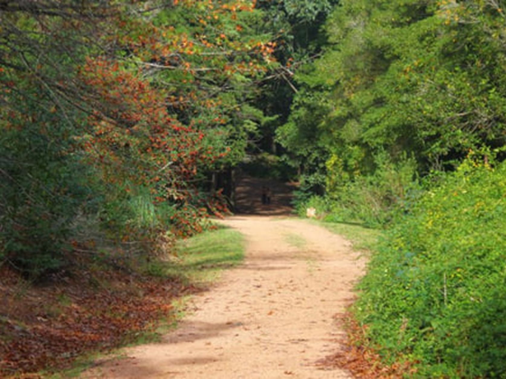 A pathway in Arboretum Lussich near Grand Hotel Punta del Este