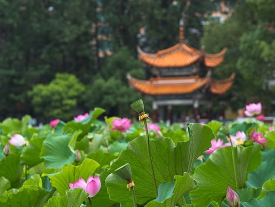 Lotus flowers in the foreground in Green Lake Park near Park Hotel Group