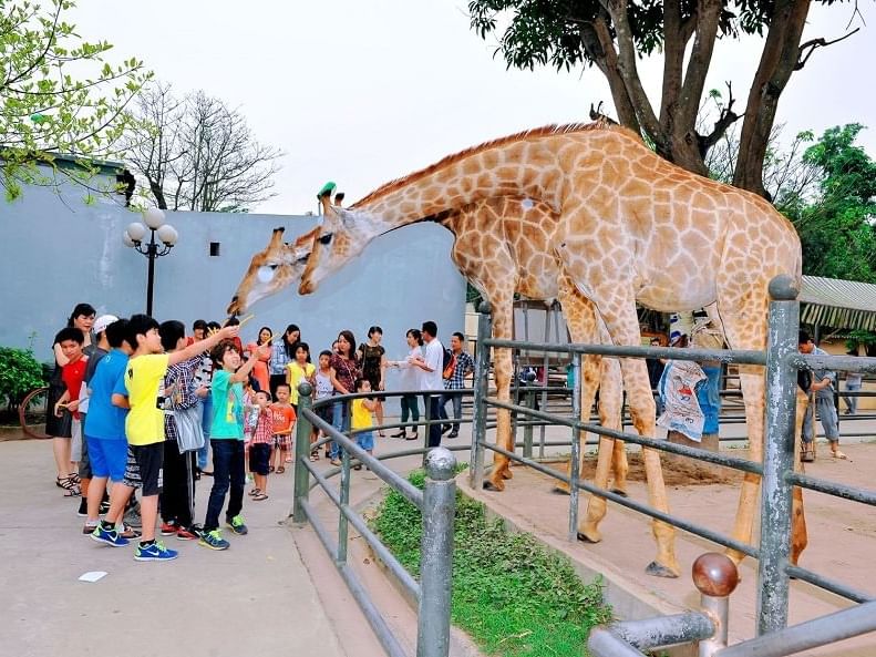 Children feeding giraffes in Thu Le Park at Eastin Hotels
