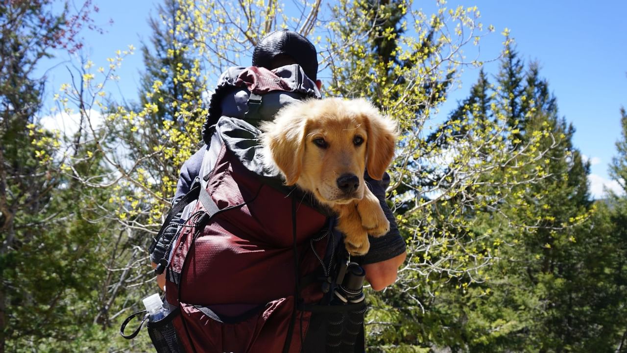 Puppy in the owner's hiking backpack at the Ninth Avenue Trail near ElDorado, a Coast Hotel