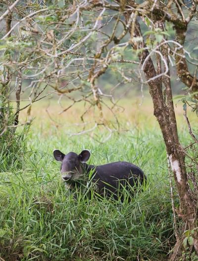 tapir