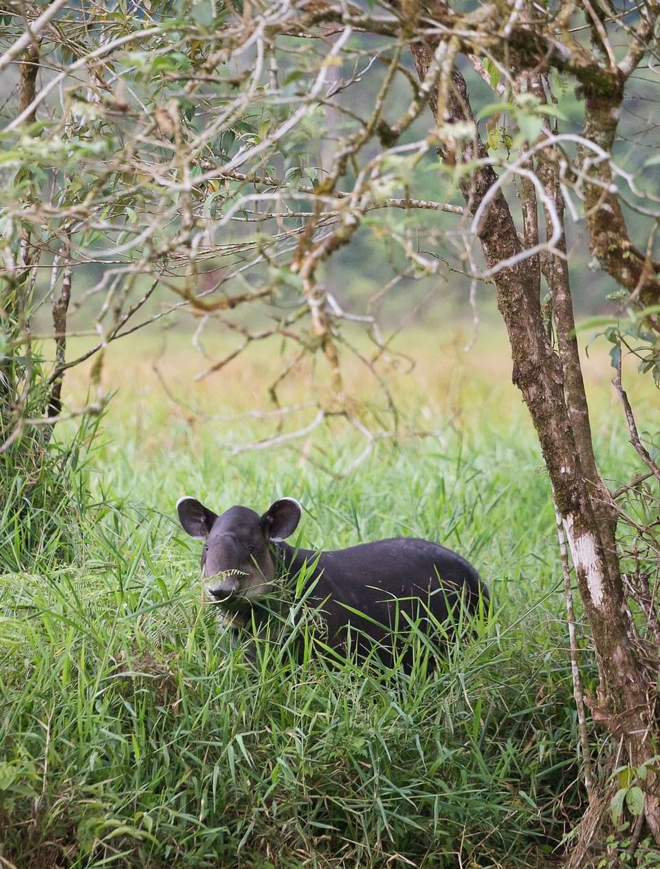 Baird's tapir captured in a field near Hideaway Rio Celeste
