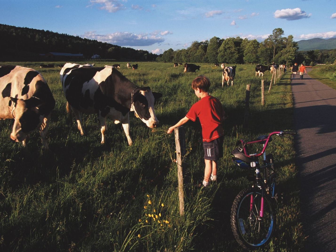 A kid looking at cows in a meadow near Topnotch Stowe Resort