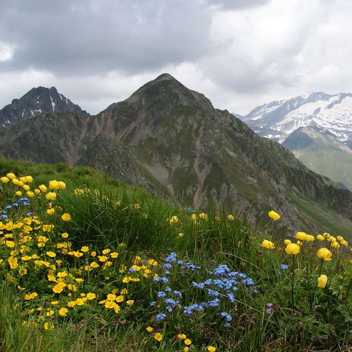 Yellow flowers by the mountains near Falkensteiner Hotel & Spa Sonnenparadies