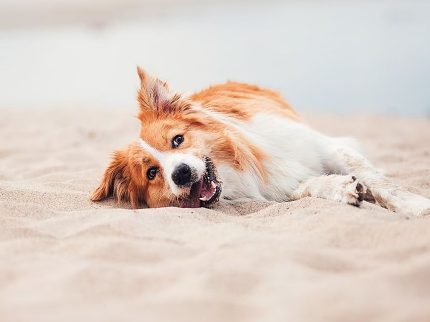 A playful dog lying on the sand at Live Aqua Cancún