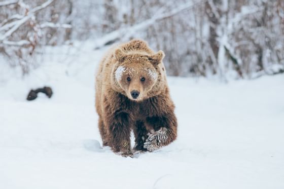 Picture of a brown bear in the snow as representation of some of the wildlife that can be found near the Malcolm Hotel.