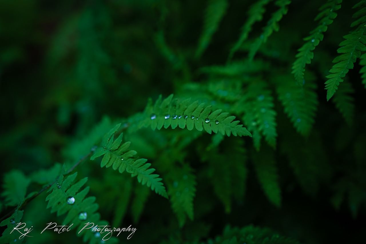 Close-up of green ferns glistening with water droplets at Umstead Hotel and Spa
