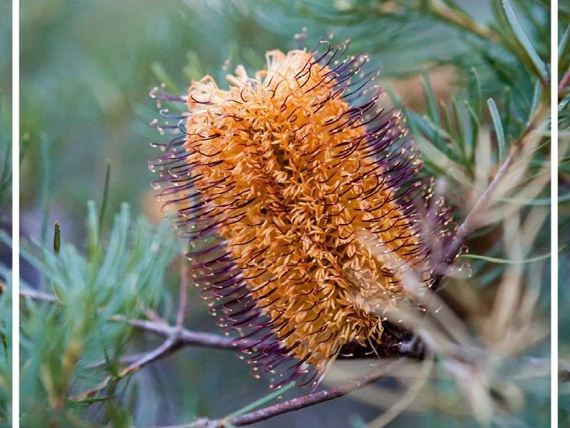 Close-up of Banksia spinulosa Plant near Pullman & Mercure Brisbane King George Square