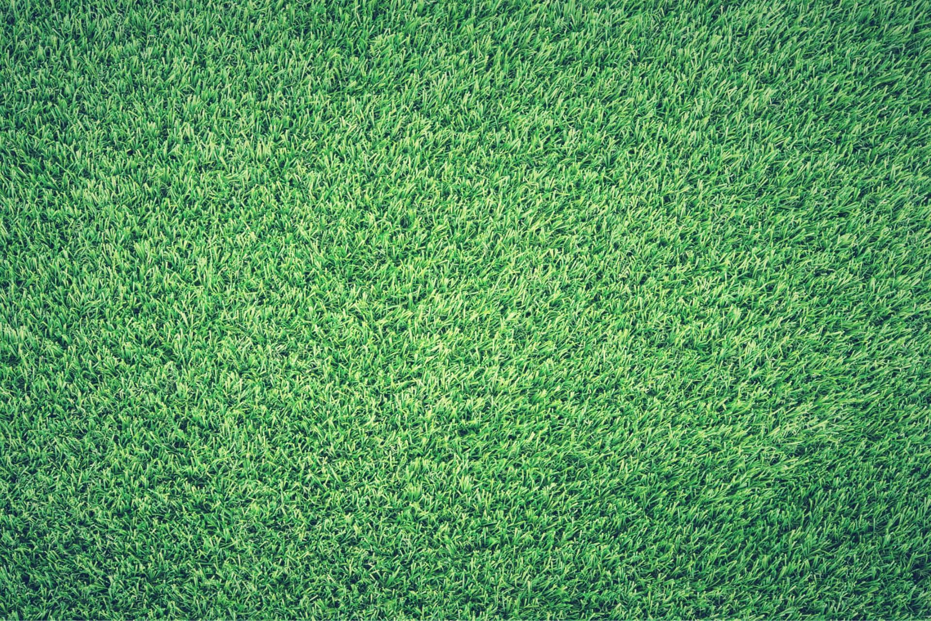 Closeup of grass in golf course at Marbella Club Golf Resort