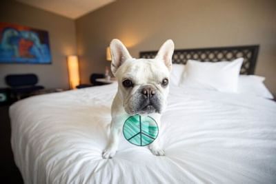 a dog on a bed