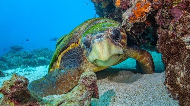Closeup of a turtle on the seabed near Heron Island Resort