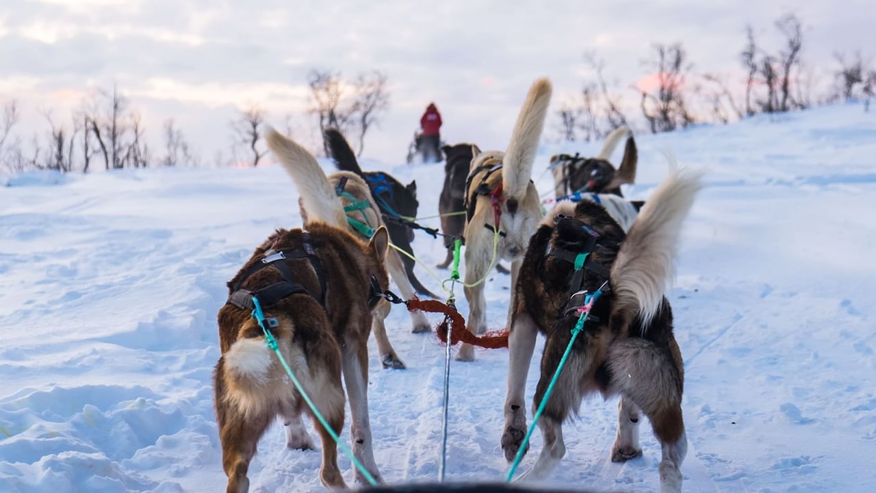 Dog sledding in Dawson City near ElDorado, a Coast Hotel