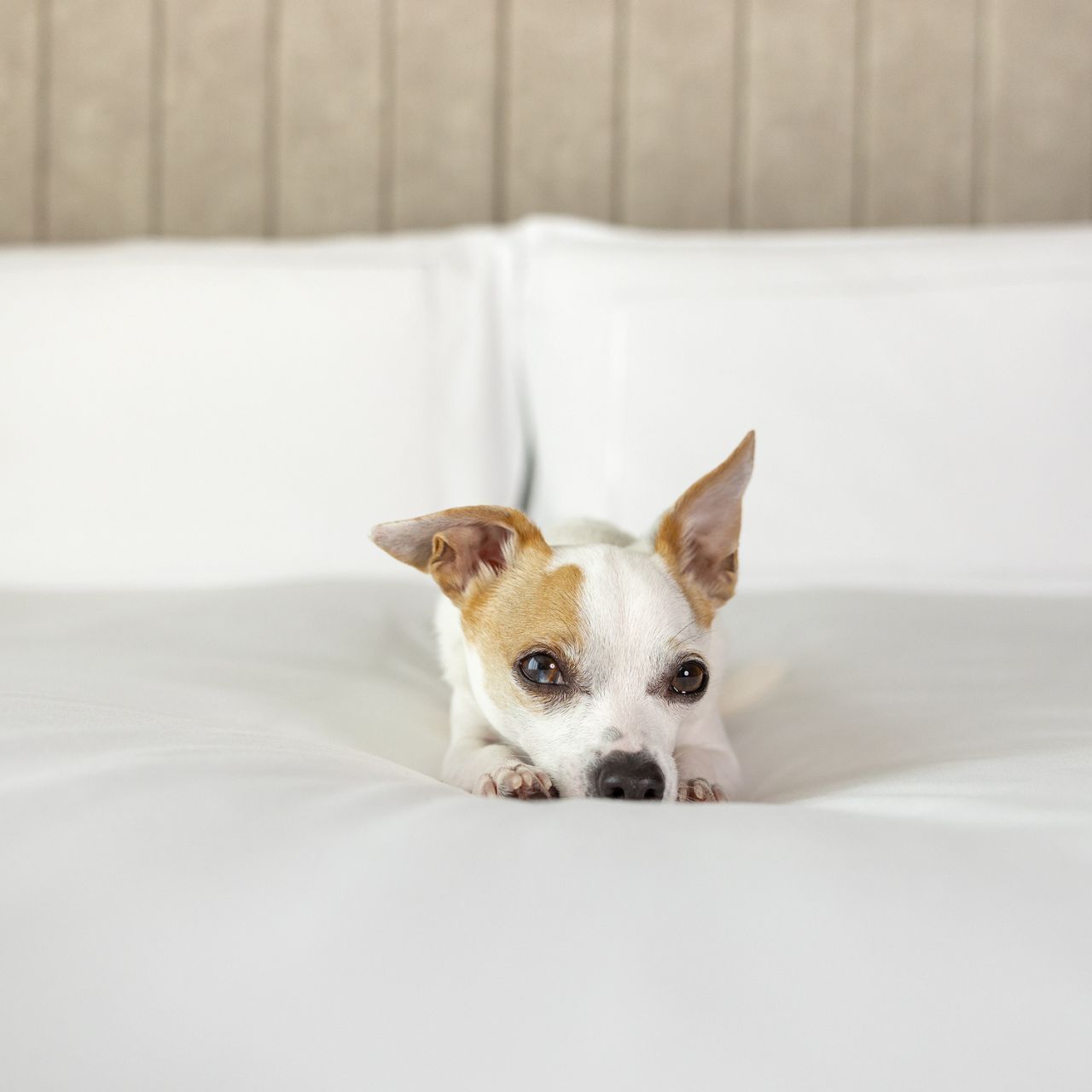 Small white dog with brown spots lying comfortably on plush white bedding with tufted headboard at Hotel X Toronto