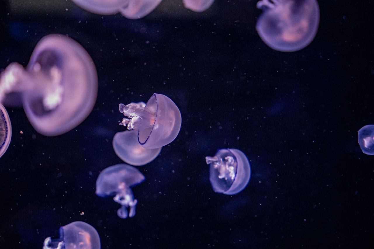 Jelly fish tank at Acquario di Genova near Hotel Nologo