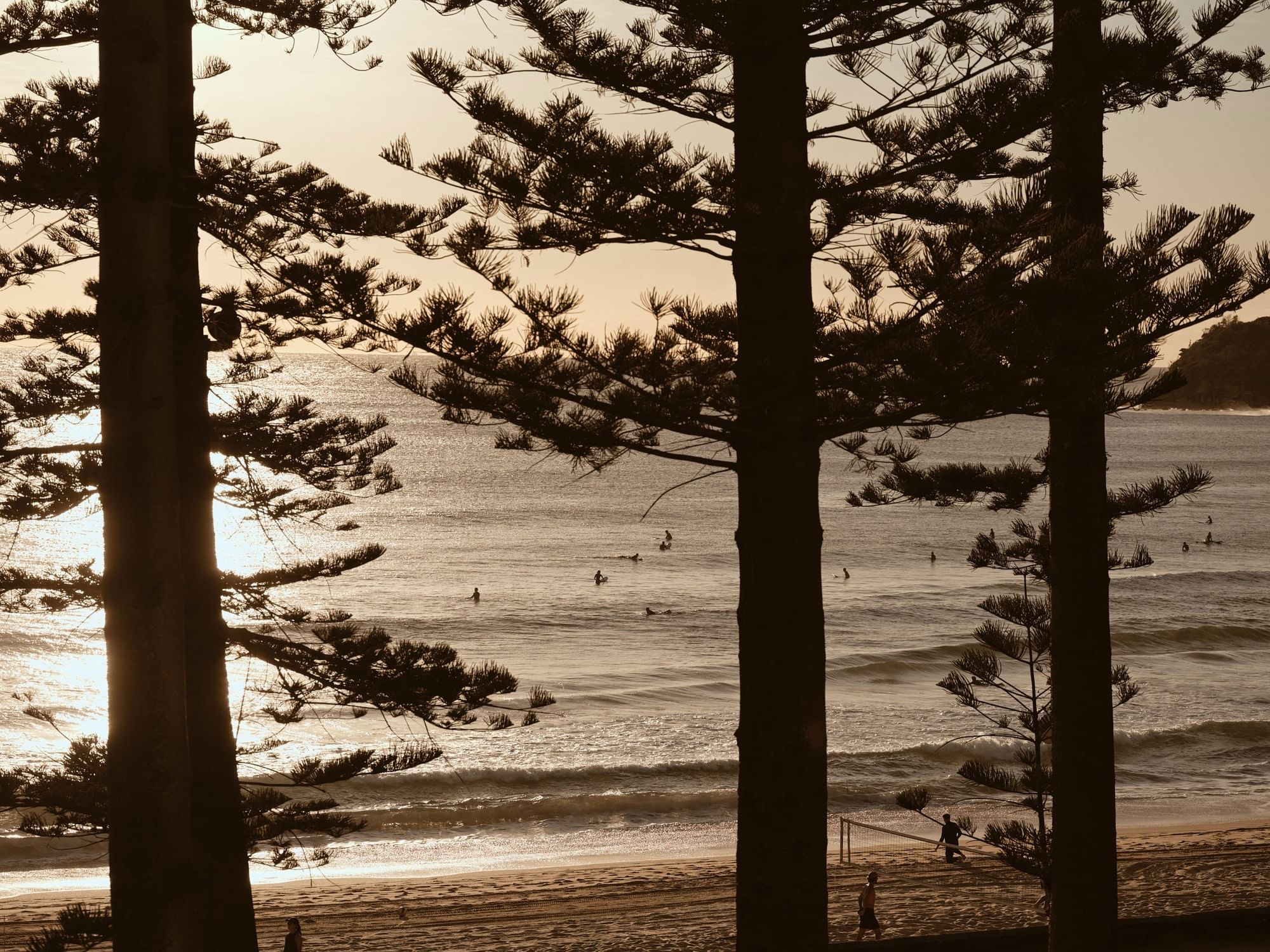 Elysium Manly coastal beach view looking through the silhouettes of tall pine trees toward surfers in the ocean waves