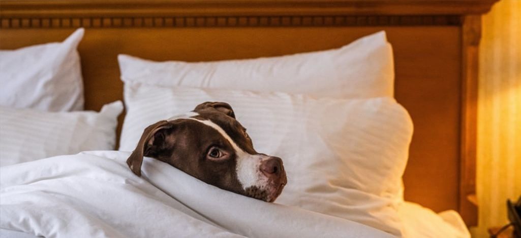 Dog tucked into bed at Listel Whistler