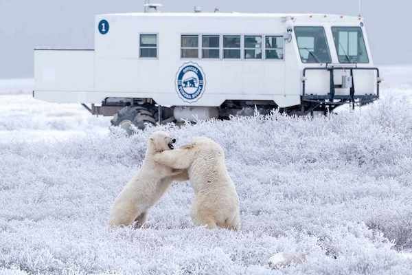 Polar bears fighting in Churchill with tour truck behind