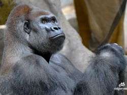 gorilla