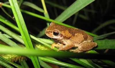 Tree frog