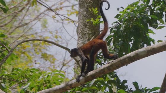 Spider Monkey in Golfo Dulce at Playa Cativo Lodge