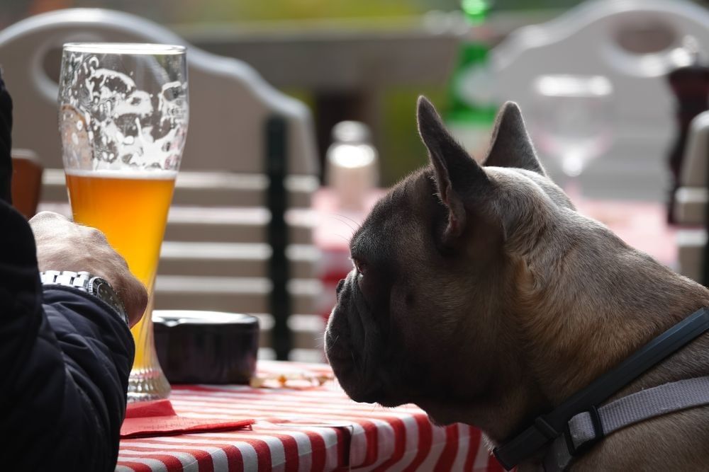 A french bulldog looks longingly at a tall pint glass of beer at a table with a red checkered tablecloth.
