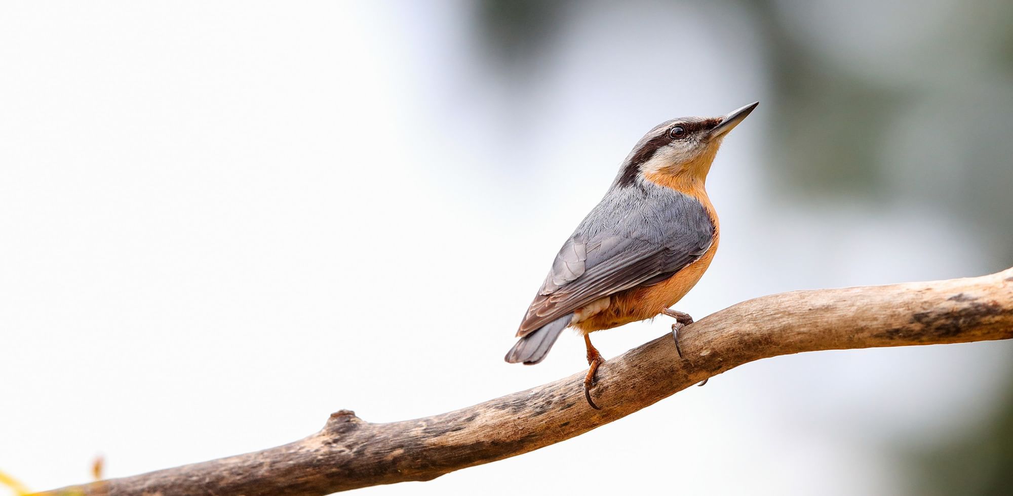 Close-up of a nuthatch on a branch at Coast Hinton Hotel