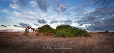 The Leaning Tree captured near Ocean Centre Hotel