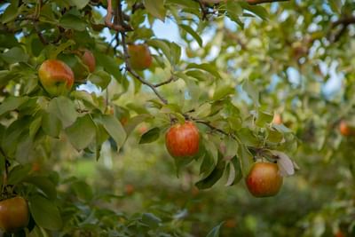 Apples in Northern Michigan