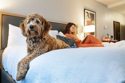 Dog resting on a white bed beside a guest reading under a glowing bedside lamp in a guest room at Hotel Saint Clair