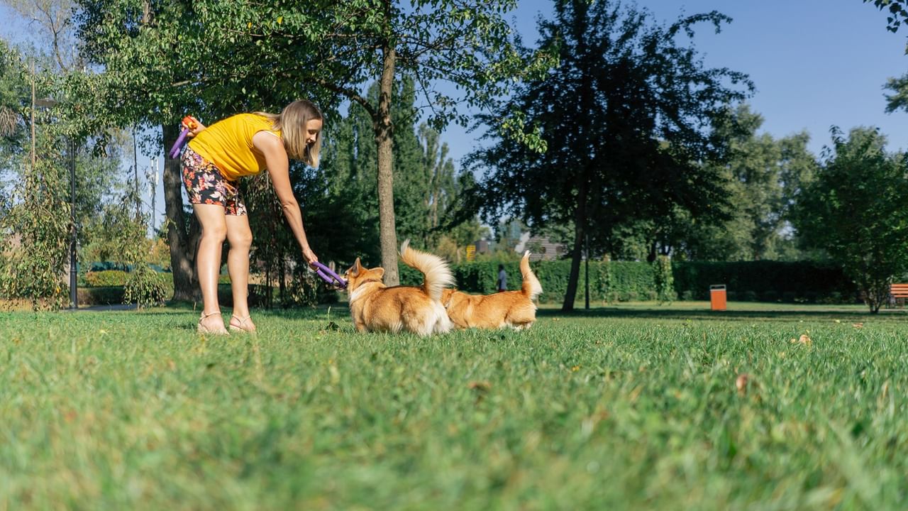 Woman playing with two dogs at the Whitecourt Dog Park.
