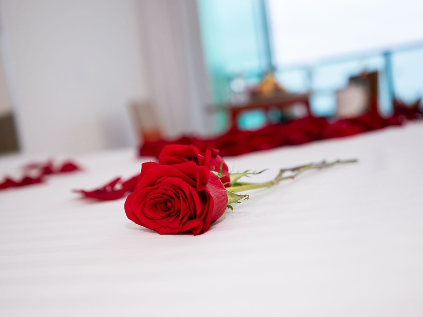 Closeup of a rose flower in a bed at Hotel Colón Salinas