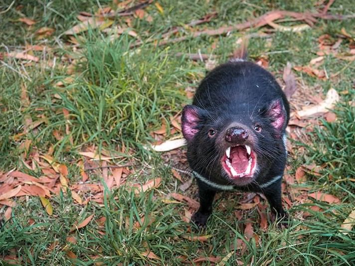 Tasmanian Devil at freycinet national park near Strahan Village