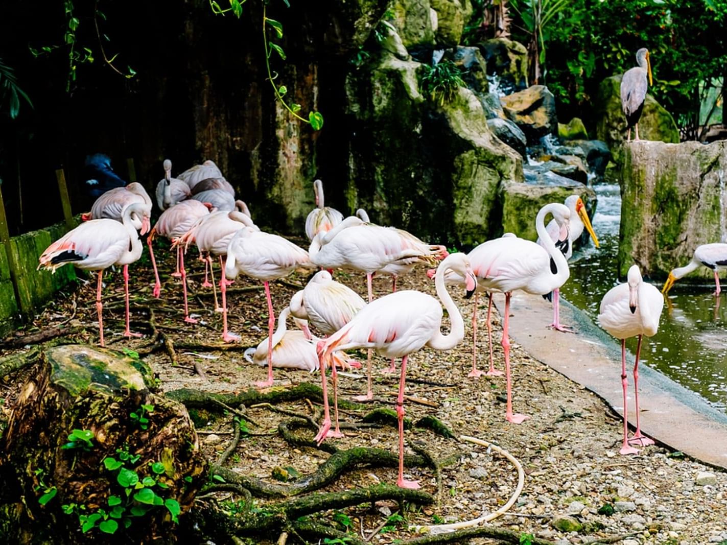 White Flamingo seen in KL bird park near VE Hotel & Residence 