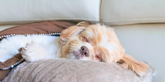 Pet Friendly Hotels in NYC